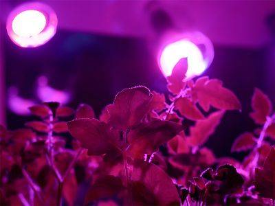 Свет для рассады: как и сколько следует досвечивать молодые растения - aogarden.ru