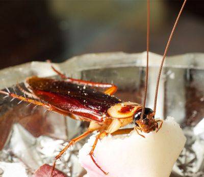 Сколько тараканы живут без воды, еды и головы в квартире и на улице - aogarden.ru