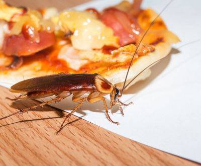 Избавиться от тараканов в квартире - 5 эффективных способов - aogarden.ru