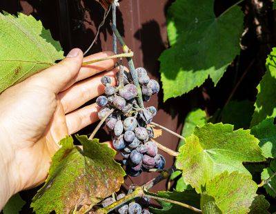 Болезни винограда и способы лечения: описание с фотографиями - aogarden.ru - г. Виноград