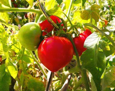 Выращивание томатов в открытом грунте - aogarden.ru