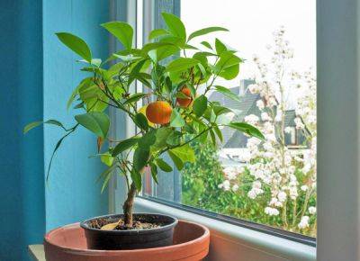 Собственные мандарины на окне: выращиваем цитрусы в квартире - ogorod.ru