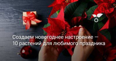 Создаем новогоднее настроение — 10 растений для любимого праздника - botanichka.ru
