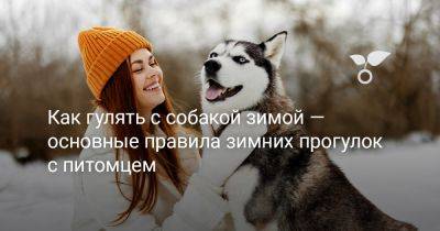 Как гулять с собакой зимой — основные правила зимних прогулок с питомцем - botanichka.ru