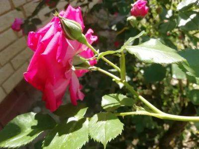 Анастасия Коврижных - Каких вредителей можно обнаружить на розах: вы должны быть к этому готовы - belnovosti.by