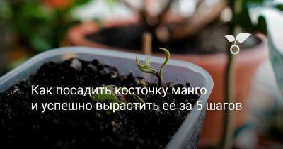 Как посадить косточку манго и успешно вырастить ее за 5 шагов - botanichka.ru