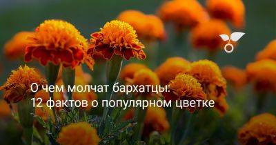 О чем молчат бархатцы: 12 фактов о популярном цветке - botanichka.ru - Англия - Франция