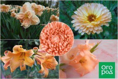 Клумба в оттенках 2024: 10 растений с персиковыми цветами - ogorod.ru