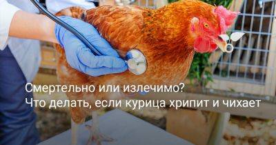 Смертельно или излечимо? Что делать, если курица хрипит и чихает - botanichka.ru