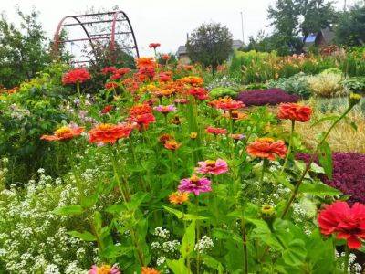Анастасия Коврижных - Как сделать сад красивым и полезным: 5 цветов, которые стоит посадить на участке - belnovosti.by