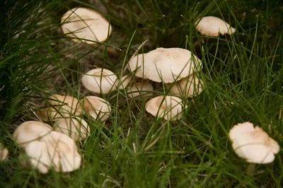 Анастасия Коврижных - Почему на участке появляются грибы и как от них избавиться: нужно знать каждому дачнику - belnovosti.by
