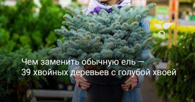 Чем заменить обычную ель — 39 хвойных деревьев с голубой хвоей - botanichka.ru