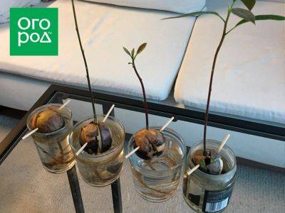 8 самых частых проблем при выращивании авокадо - ogorod.ru