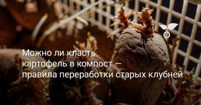 Можно ли класть картофель в компост — правила переработки старых клубней - botanichka.ru