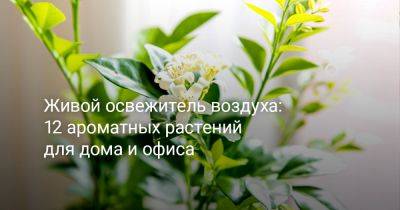 Живой освежитель воздуха: 12 ароматных растений для дома и офиса - botanichka.ru