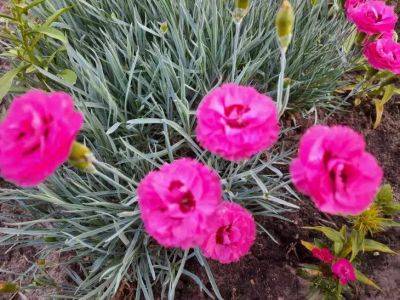 Какие ошибки допускают цветоводы при выращивании гвоздик: такие цветы не украсят ваш сад - belnovosti.by