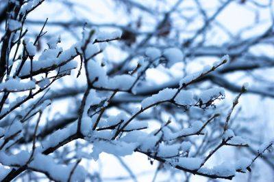 Как защитить деревья от снега - ogorod.ru