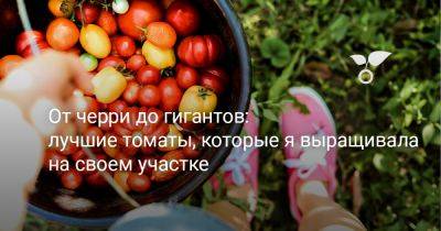 От гигантов до черри: лучшие томаты, которые я выращивала на своем участке - botanichka.ru