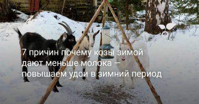 7 причин почему козы зимой дают меньше молока — повышаем удои в зимний период - botanichka.ru