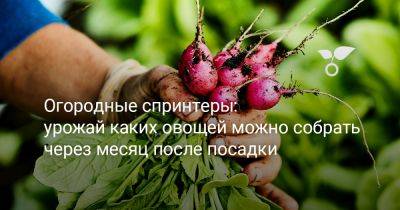 Огородные спринтеры: урожай каких овощей можно собрать через месяц после посадки - botanichka.ru - Россия