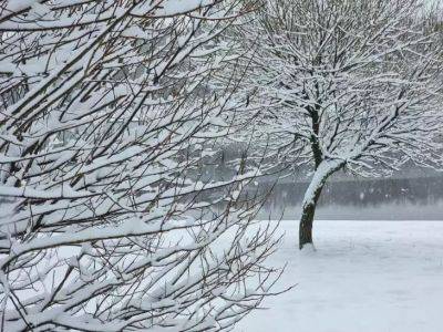 Анастасия Коврижных - Как защитить деревья от снега: эти способы будут полезны - они даже вас могут удивить - belnovosti.by
