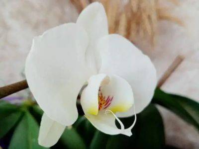 Анастасия Коврижных - Вот почему у вашей орхидеи только листья и корни: советы по запуску цветения - легко решаем проблему - belnovosti.by