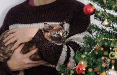 Спасти новогоднюю елку от кота – выполнима ли "миссия"? - ogorod.ru