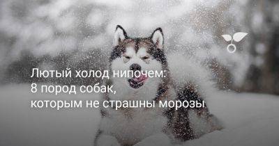 Лютый холод нипочем: 8 пород собак, которым не страшны морозы - botanichka.ru - Россия