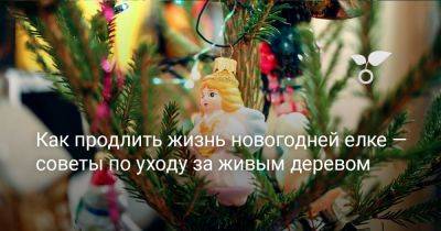 Как продлить жизнь новогодней елке — советы по уходу за живым деревом - botanichka.ru
