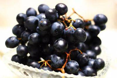 Как правильно хранить виноград, чтобы ягоды не испортились: есть 3 способа - belnovosti.by - г. Виноград