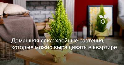 Домашняя елка: хвойные растения, которые можно выращивать в квартире - botanichka.ru