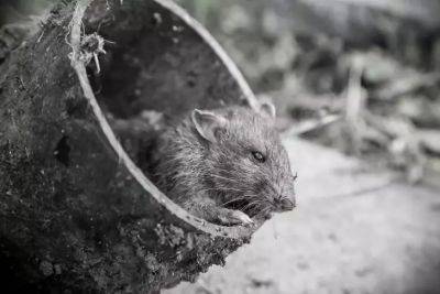 Эти 4 средства эффективно отпугивают мышей: речь не идёт о ловушках - belnovosti.by