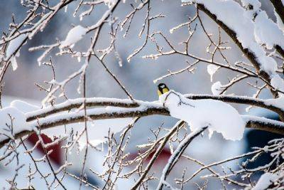 Почему в теплые зимы деревья замерзают - ogorod.ru