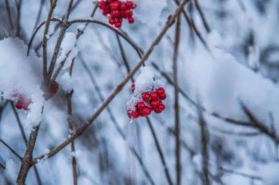 Анастасия Коврижных - Какие растения украсят ваш участок даже в самые холодные месяцы: создание зимней сказки – в ваших руках - belnovosti.by