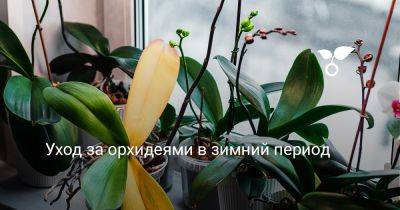 Уход за орхидеями в зимний период - botanichka.ru - Австралия