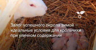 Залог успешного окрола зимой — идеальные условия для крольчихи при уличном содержании - botanichka.ru