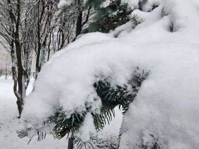 Анастасия Коврижных - Почему деревья замерзают в тёплую зиму: как им помочь - советы опытного дачника - belnovosti.by