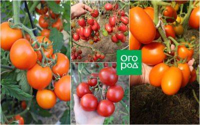 20 самых урожайных сортов томатов по итогам 2023 года - ogorod.ru