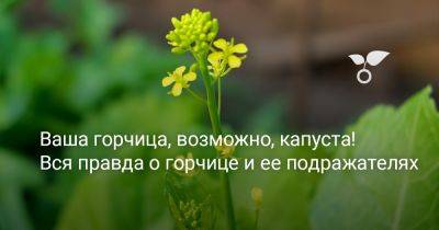 Ваша горчица, возможно, капуста! Вся правда о горчице и ее подражателях - botanichka.ru