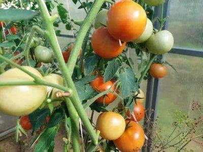 Анастасия Коврижных - Как увеличить урожай томатов вдвое: «совхозный» метод - belnovosti.by