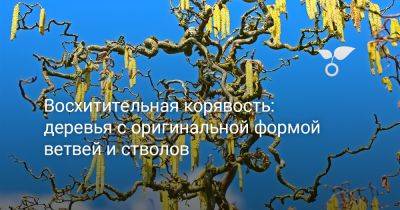 Восхитительная корявость: деревья с оригинальной формой ветвей и стволов - botanichka.ru