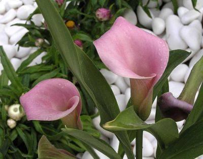 Цветки, но не цветки – 7 удивительных растений с красивыми прицветниками - ogorod.ru