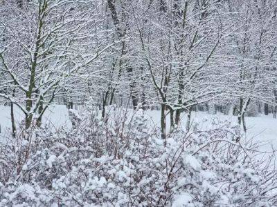 Анастасия Коврижных - Как спасти садовые деревья зимой от липкого снега на даче: начните с этих 4 шагов - belnovosti.by