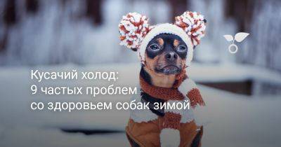 Кусачий холод: 9 частых проблем со здоровьем собак зимой - botanichka.ru