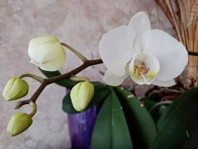 Анастасия Коврижных - Почему опять не цветет орхидея: 5 причин назвали цветоводам - belnovosti.by