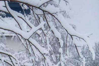 Анастасия Коврижных - Стоит ли утаптывать снег вокруг плодовых деревьев на даче: мнение эксперта - belnovosti.by