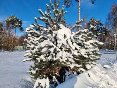 Анастасия Коврижных - Почему важно утеплить и укрыть кусты и деревья в декабре на даче: так они смогут дожить до весны - belnovosti.by