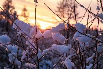 Анастасия Коврижных - Почему важно окучивать цветы снегом зимой: соблюдайте норму толщины покрова - belnovosti.by