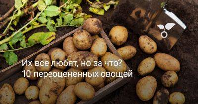 Их все любят, но за что? 10 переоцененных овощей - botanichka.ru