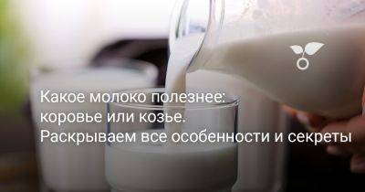 Какое молоко полезнее: коровье или козье. Раскрываем все особенности и секреты - botanichka.ru